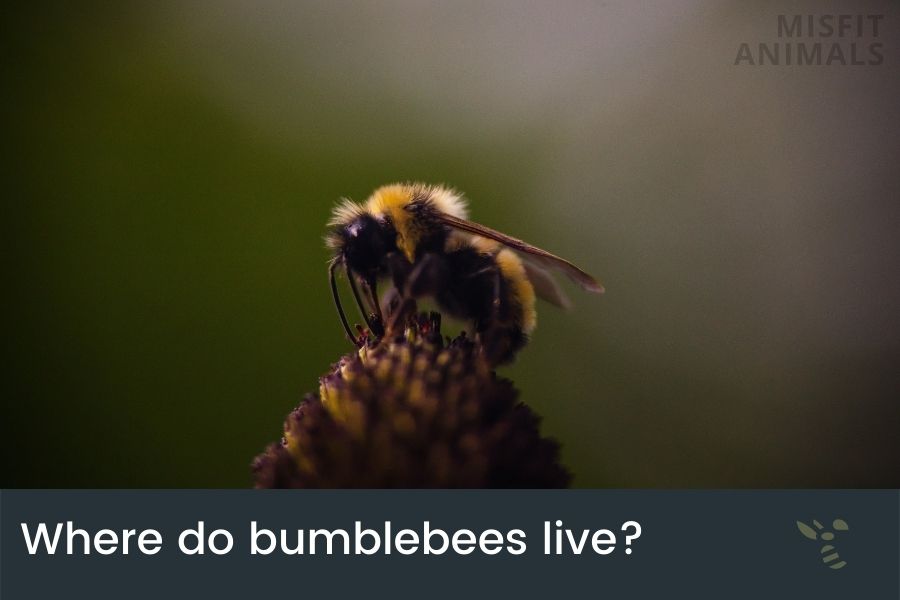 Where Do Bumblebees Live? (Bumblebees Nests)