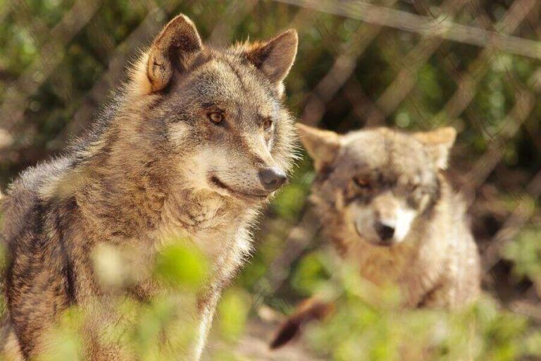 Wolf Pack Ranks, Roles & Order Wolves Hierarchy