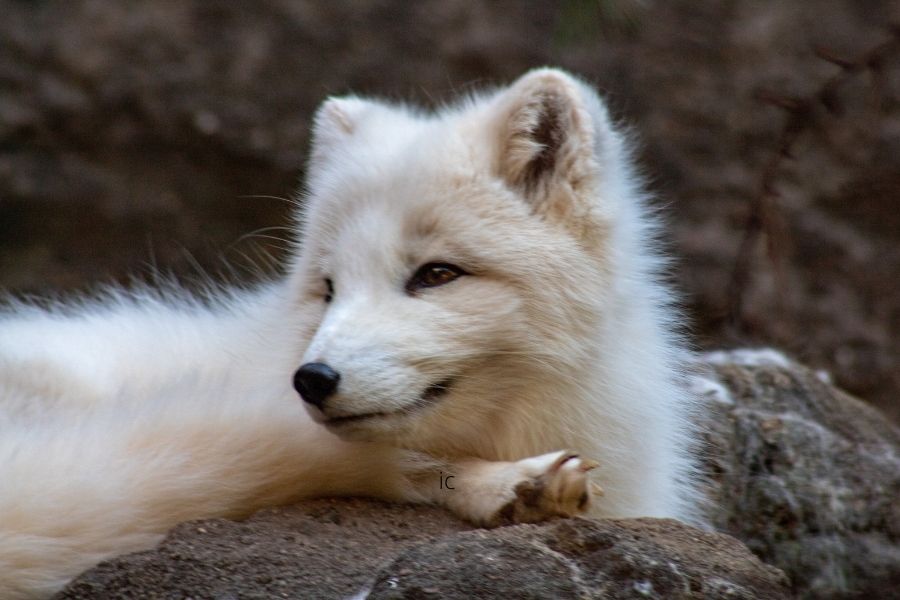 Do Animals Eat Arctic Wolves at Justin Brooks blog