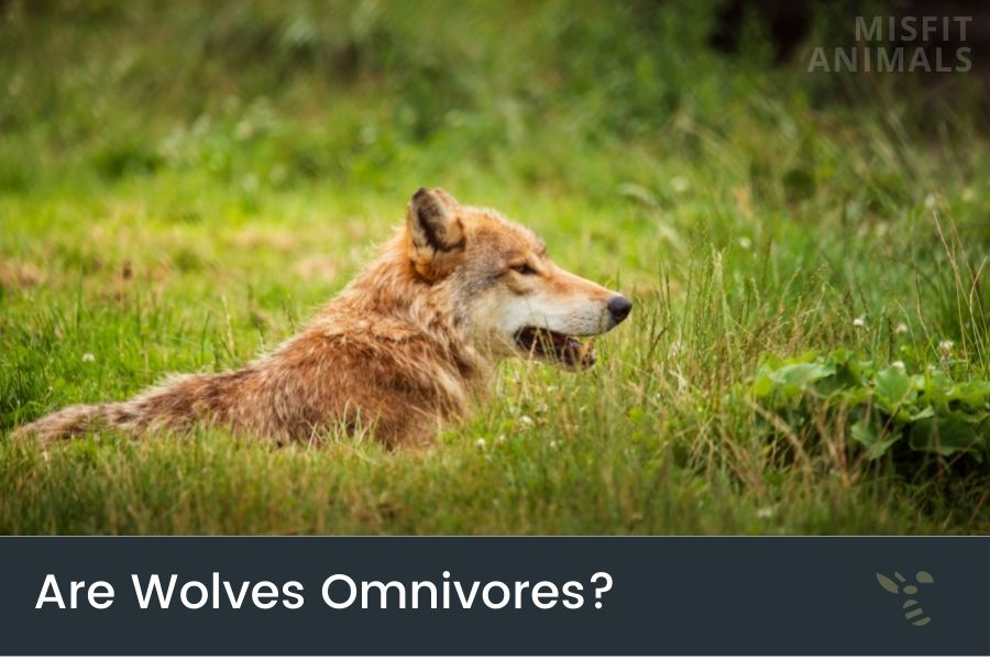 Are Wolves Omnivores, Carnivores, Or Herbivores?