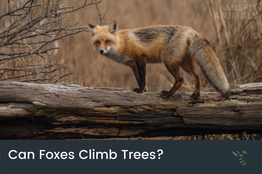 Can Foxes Climb Trees? (And How High Can They Get?)