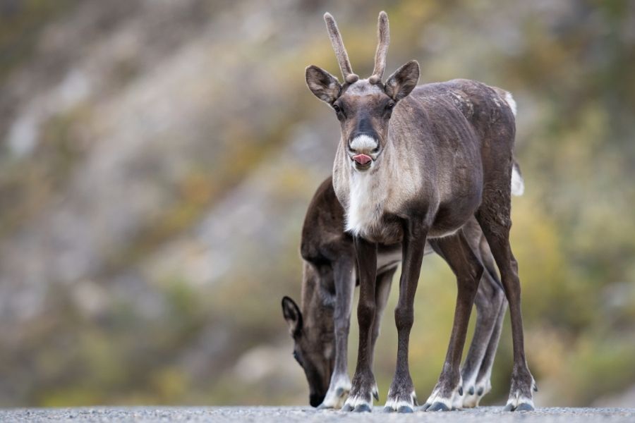 Mountain Lion’s Diet What Do Mountain Lions Eat?