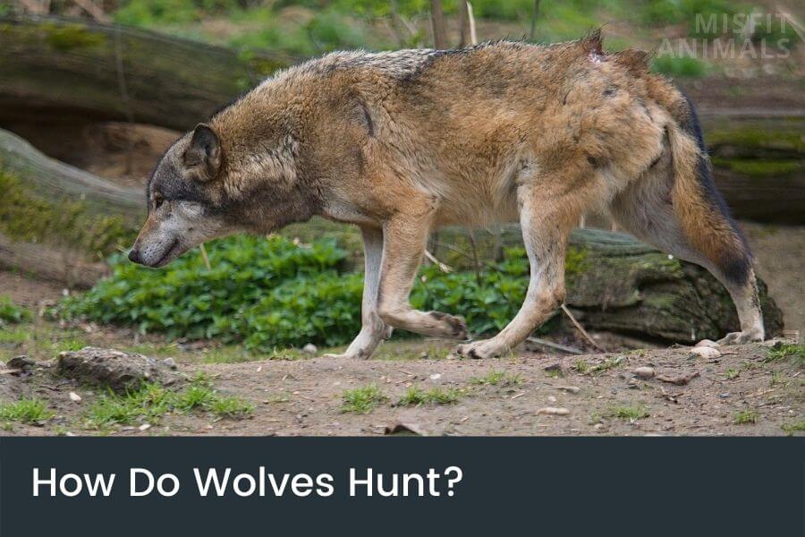 How Do Wolves Hunt? Wolf Tactics & Predation