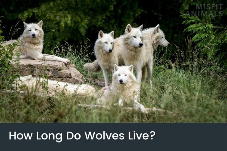 How Long Do Wolves Live? Lifespan In The Wild Vs. Captivity
