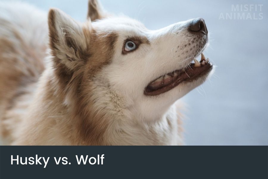 Husky Vs. Wolf Differences & Similarities Between Them