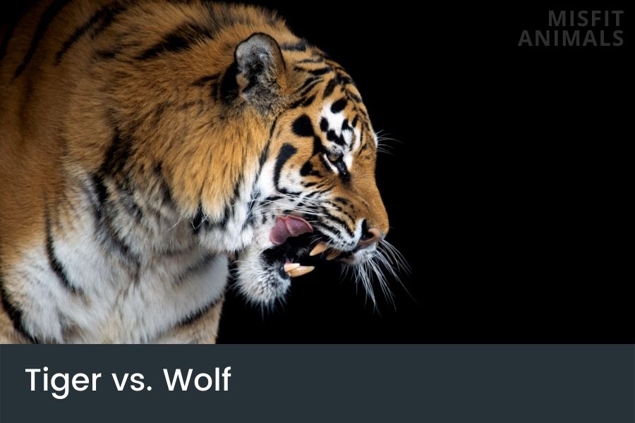 Tiger Vs. Wolf Difference & Similarities Who Whould Win?