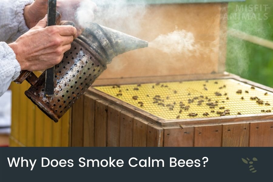 Why Does Smoke Calm Bees? (The Science Explained)