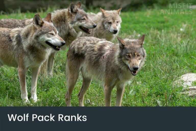 Wolf Pack Ranks, Roles & Order Wolves Hierarchy