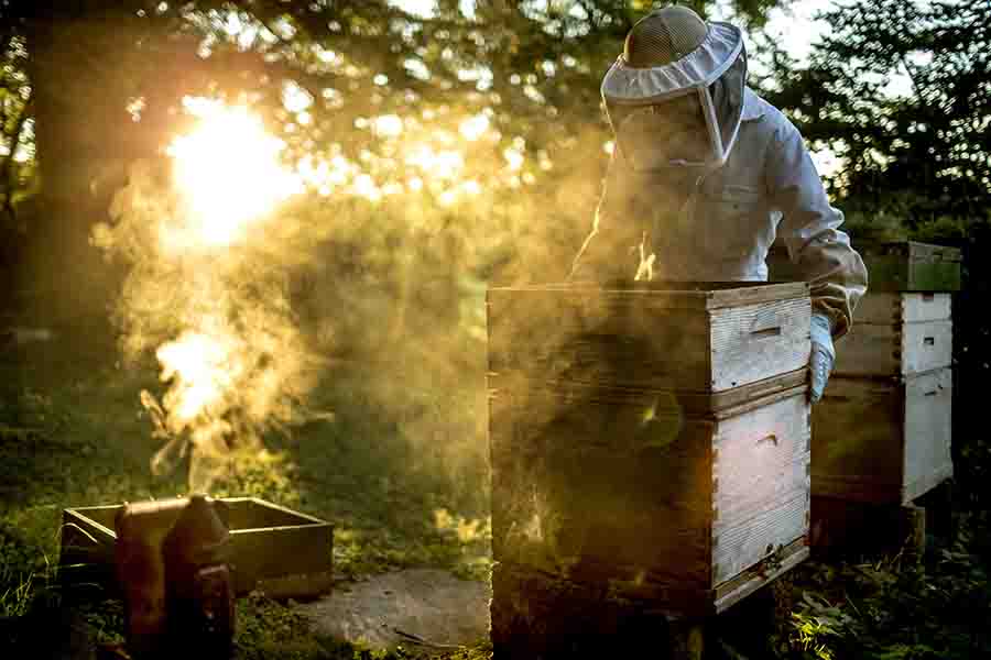 Why Do Beekeepers Use Smoke To Calm Bees? How It Works