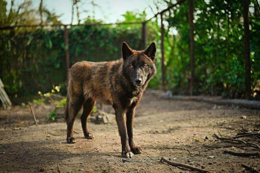 WolfDog Hybrids Can Wolves And Dogs Mate?
