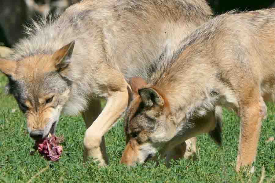 What Animals Eat Wolves? (7 Wolf Predators)