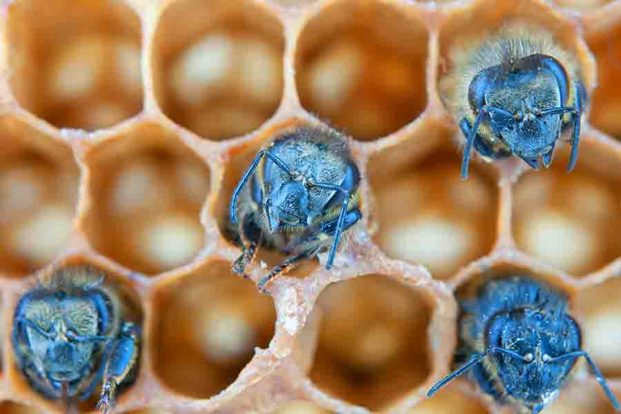 How Does A Bee A Queen? Is She Chosen?