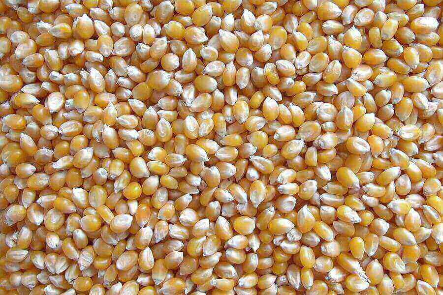 What Can Ducks Eat & Not Eat? (3 Things To Never Feed Them)