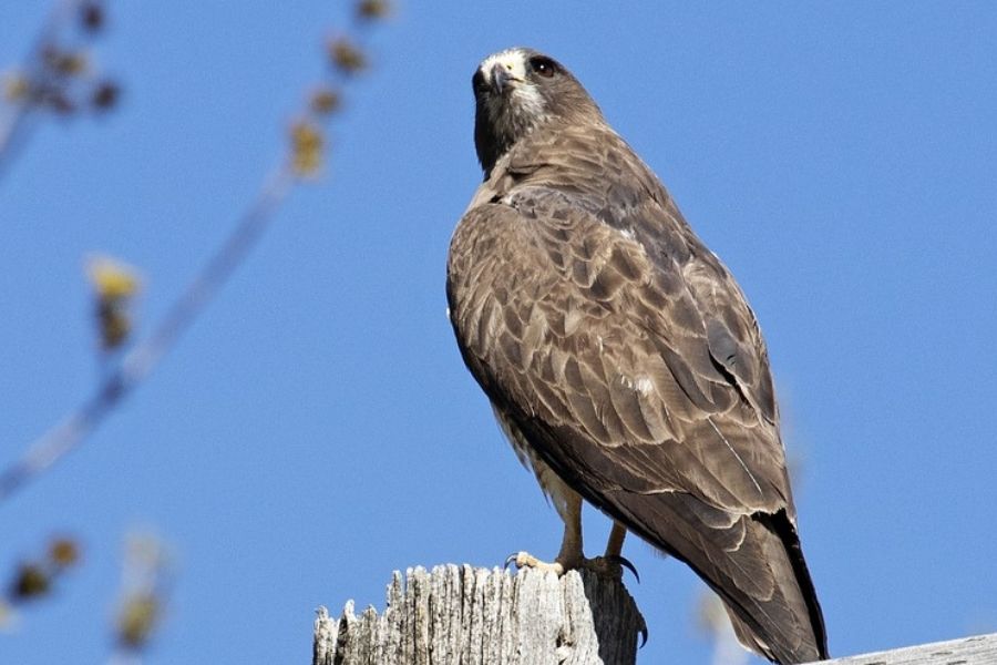 What Do Hawks Eat? (Diet Of Different Hawk Species)