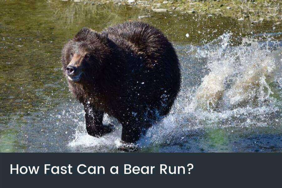 How Fast Can A Bear Run? (List Of 8 Bears' Top Speed)