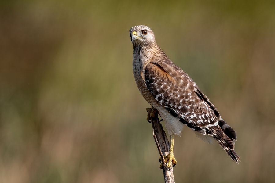 11 Types Of Hawks In Michigan & Where To Find Them