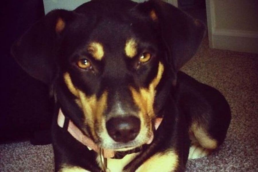 Rottweiler Beagle Mix (Reagle) Characteristics, Size & Needs