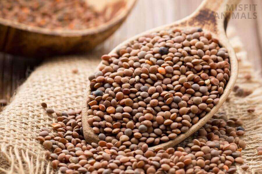 Can Dogs Eat Lentils? (Lentils For Dogs 6 Ways)