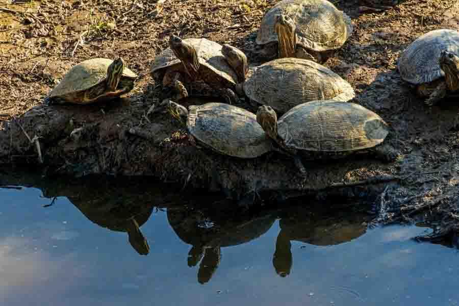 List Of Quiet Animals 13 Most Silent Animals In The World