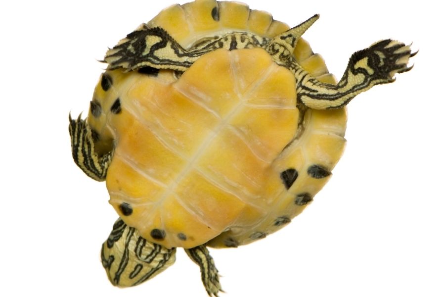 Pet Turtles That Stay Small Forever 7 Tiny Tikes