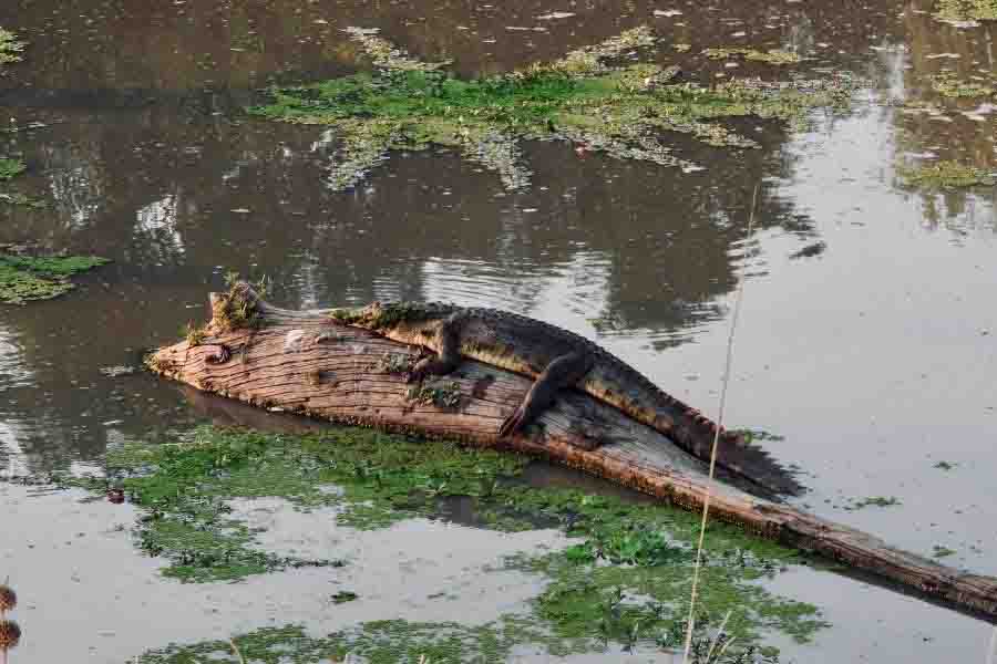 List Of Animals That Live In Lakes (13 Lake Animal Examples)