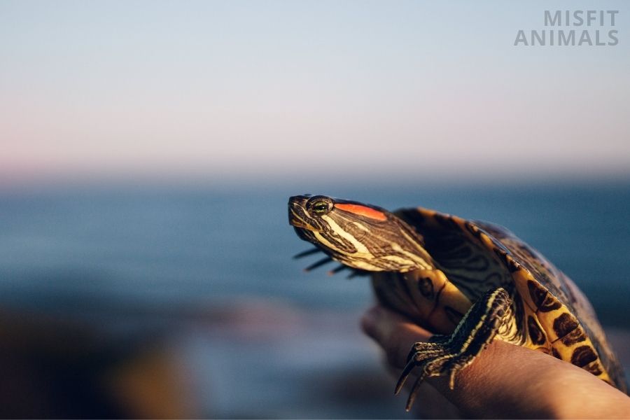 Why Is My RedEared Slider Not Eating? Causes & Solutions