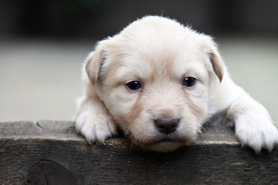 My Dog Is Limping But Not Crying 5 Reasons Why & What To Do