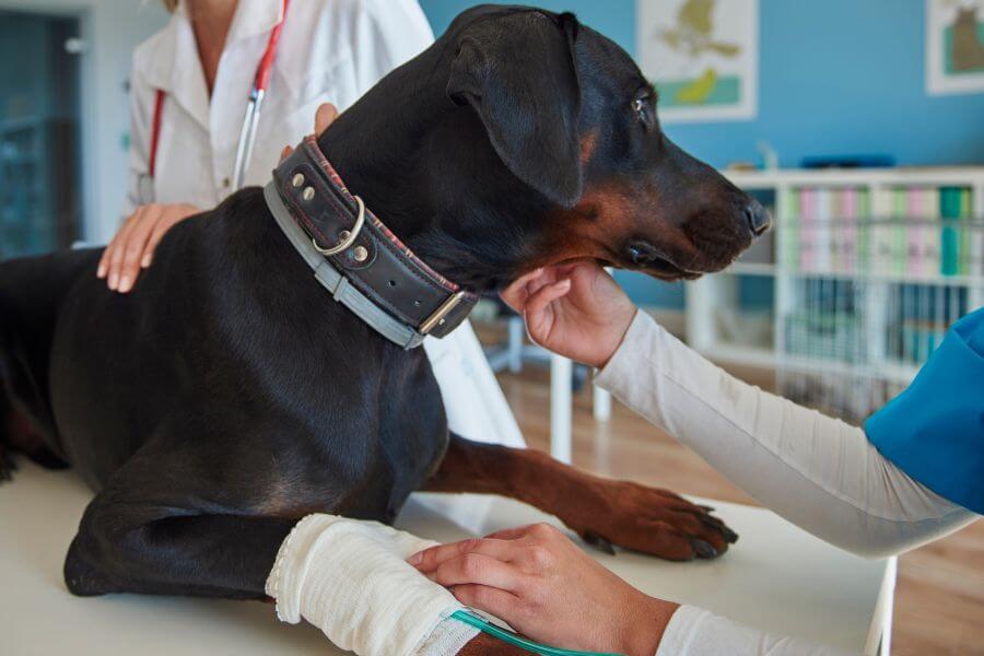 My Dog Is Shaking And Limping 5 Reasons Why & What It Means