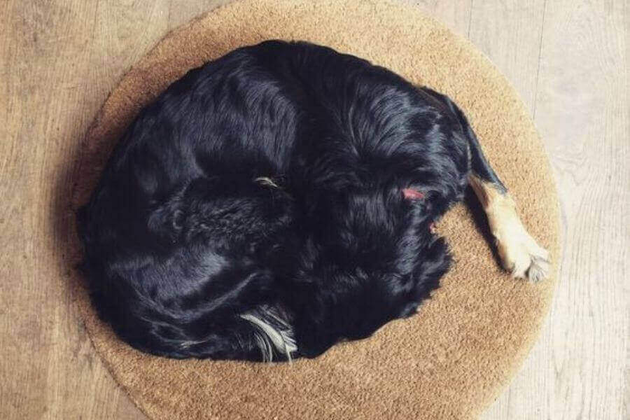 Is Panting A Symptom Of Diabetes In Dogs? (Why It Happens)