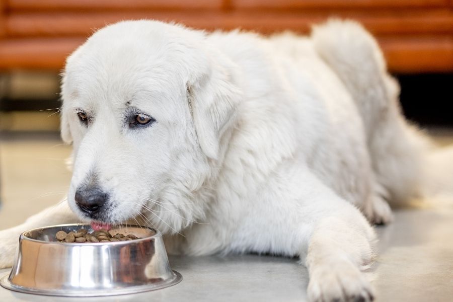 Why Dogs Whine After Surgery & How You Can Stop It (6 Causes)