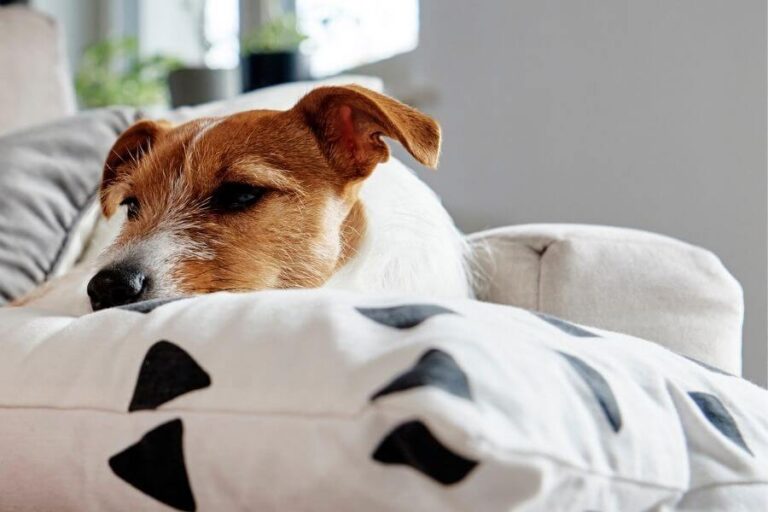 Why Dogs Whine After Surgery & How You Can Stop It (6 Causes)