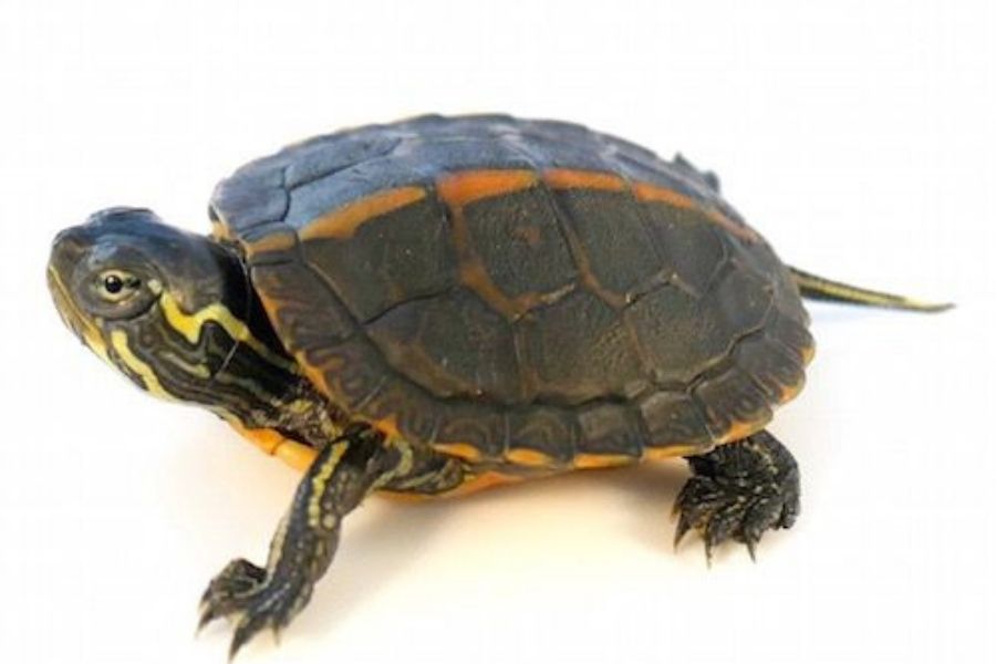 Southern Painted Turtle (Chrysemys Dorsalis) Species Info