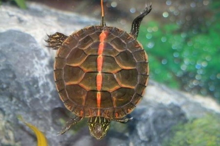 Southern Painted Turtle (Chrysemys Dorsalis) Species Info