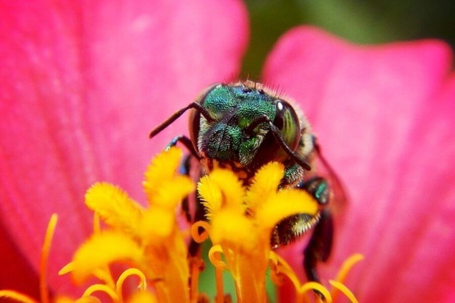 10 Green Animals That Blends Well With Their Environment