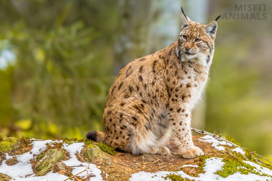 10 Common European Animals What Animals Live In Europe?