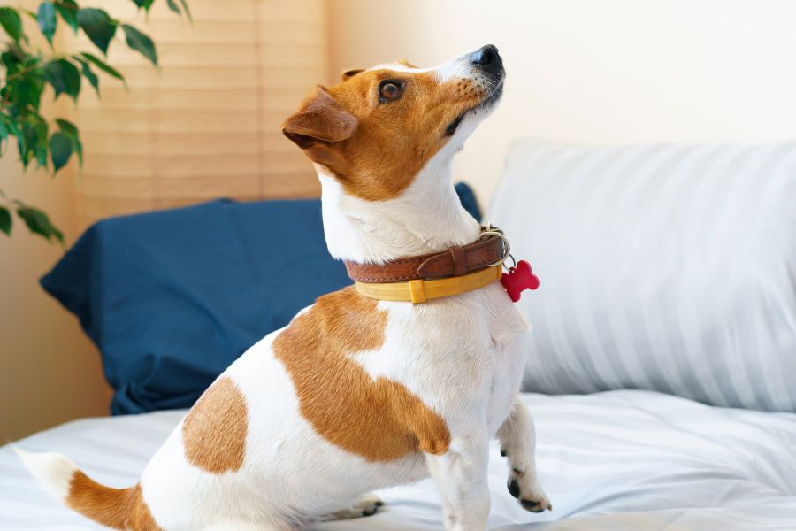 Jack Russell Colors 7 Unique Colors And Coat Variations