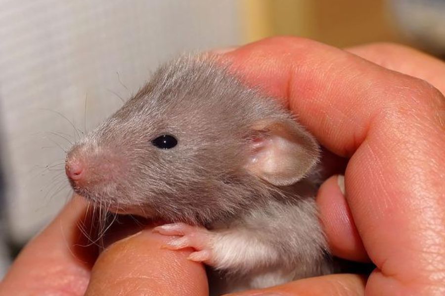 Rat Lifespan How Long Do Rats Live? Misfit Animals