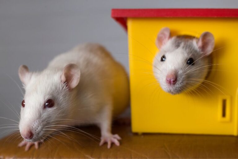 Are Rats Good Pets? 7 Reasons Why Rats Make Good Pets Misfit Animals