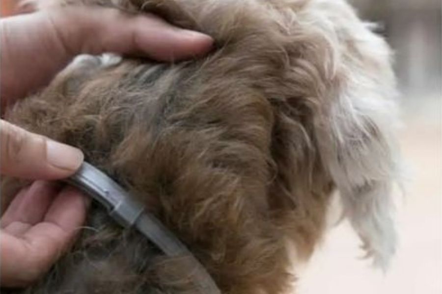 How To Treat Ticks On Dogs (9 Best Ways To Get Rid Of Ticks)