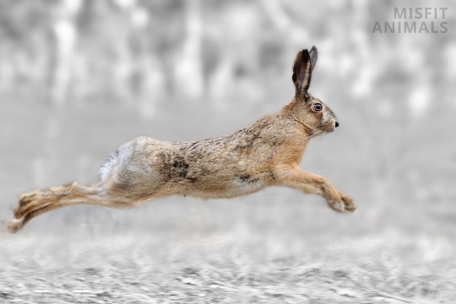 Top 10 Animals That Jump & Hop (With Images & Facts)