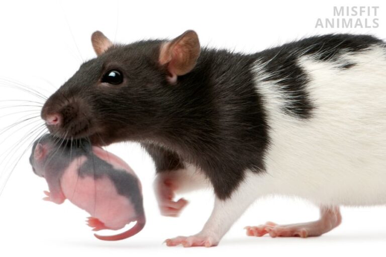 Baby Rats Life Cycle, Appearance, Dangers & Care