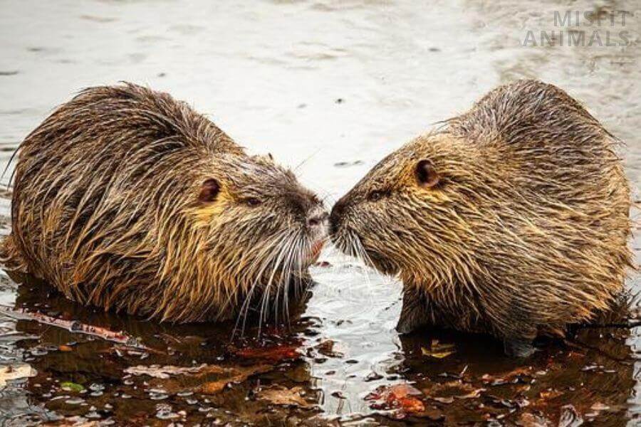 How Do Beavers Mate? (Facts About Beaver Reproduction)
