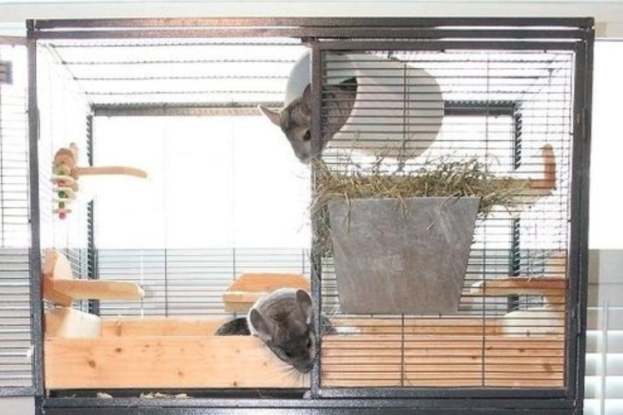 Chinchilla Cage Setup How To Set Up The Perfect Cage