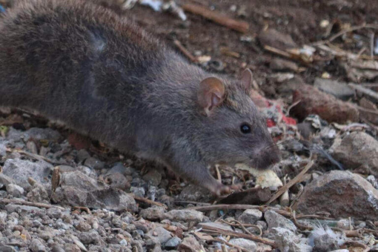 What Do Rats Eat? Wild Vs. Pet Rat Diet & Healthy Foods