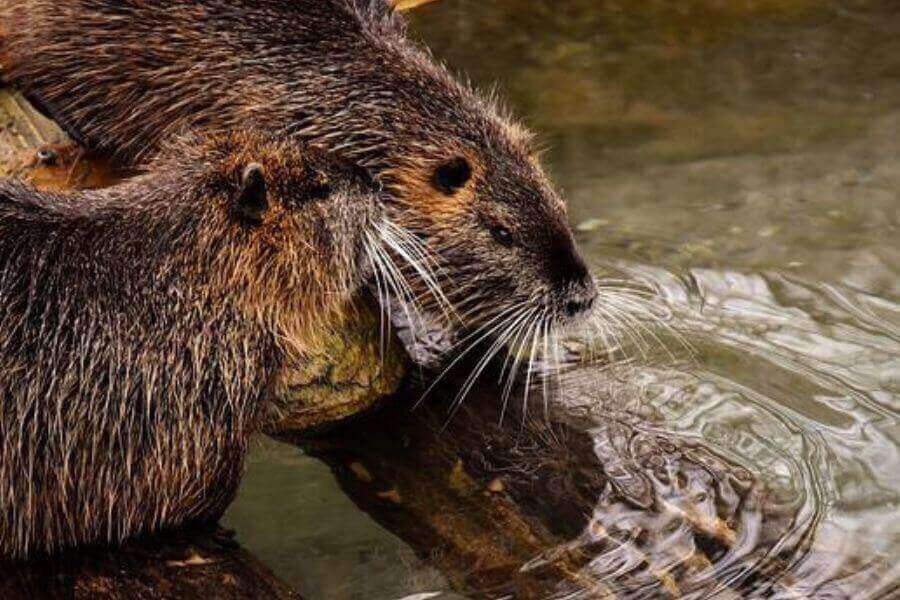 How Do Beavers Mate? (Facts About Beaver Reproduction)