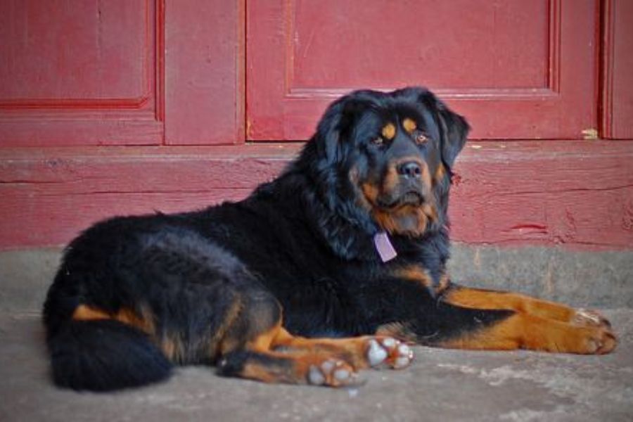 21 Tibetan Mastiff Mix Breeds & Their Characteristics