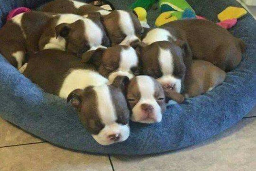 Boston Terrier Growth: Height, Weight, And Growth Chart