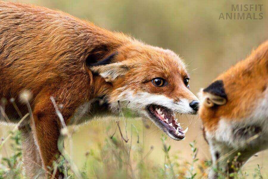 Do Foxes Attack & Eat Dogs? (Fox Aggression Towards Pets)