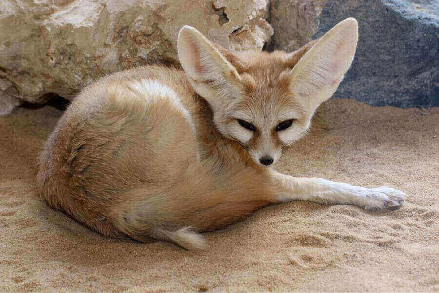 Fennec Fox Facts 10 Facts About Fennec Foxes (W. Pictures)