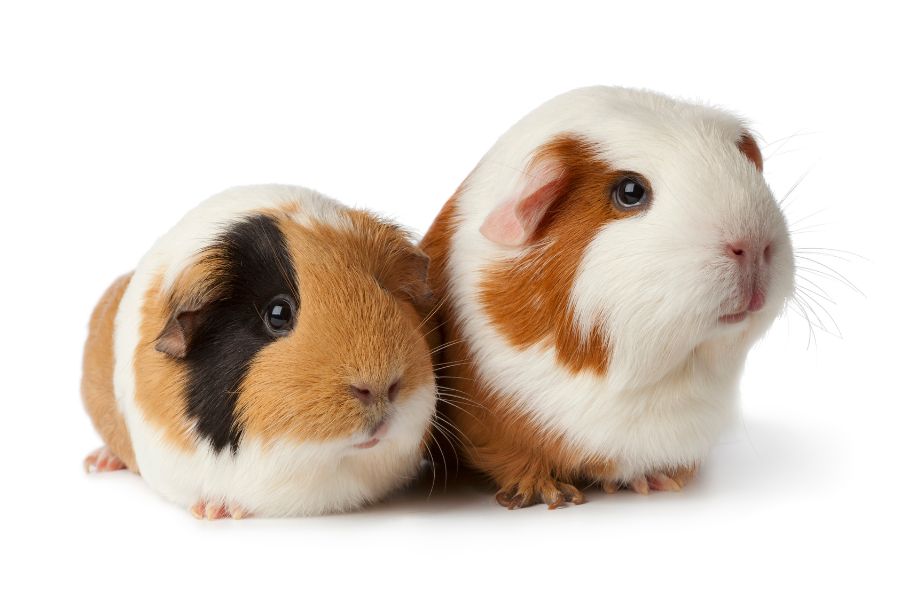 Best Pet Rodents 8 Types Of Rodents To Keep As Pets